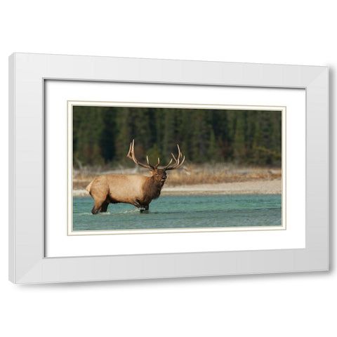 Bull elk bugling White Modern Wood Framed Art Print with Double Matting by Archer, Ken
