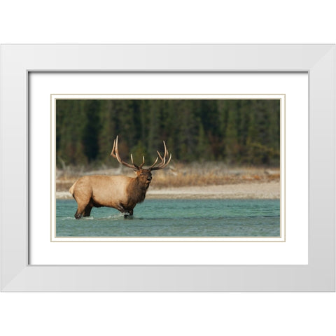 Bull elk bugling White Modern Wood Framed Art Print with Double Matting by Archer, Ken