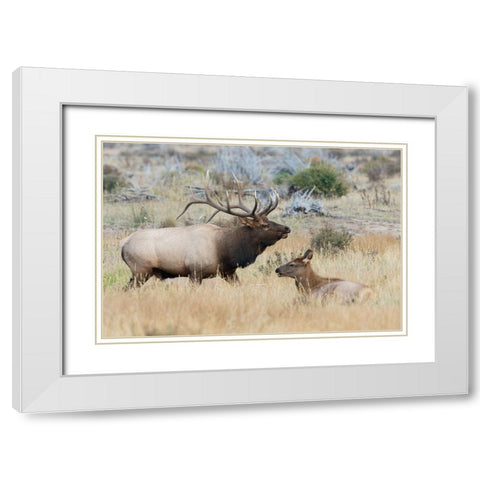 Bull elk patrolling White Modern Wood Framed Art Print with Double Matting by Archer, Ken