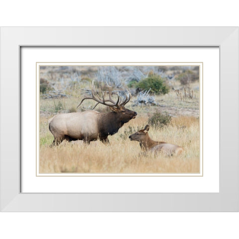 Bull elk patrolling White Modern Wood Framed Art Print with Double Matting by Archer, Ken