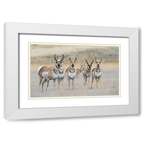 Pronghorns White Modern Wood Framed Art Print with Double Matting by Archer, Ken