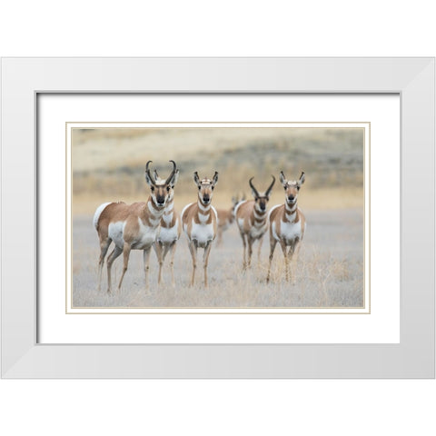 Pronghorns White Modern Wood Framed Art Print with Double Matting by Archer, Ken
