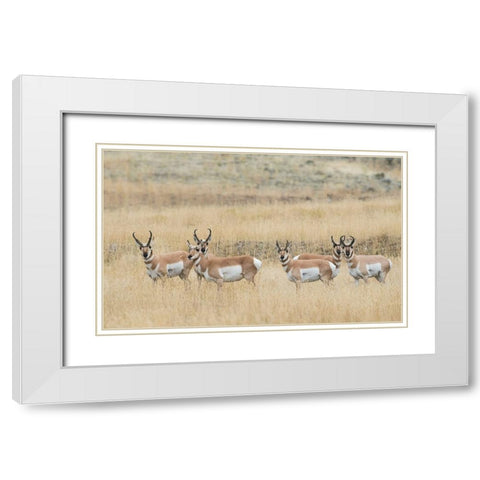Pronghorns White Modern Wood Framed Art Print with Double Matting by Archer, Ken