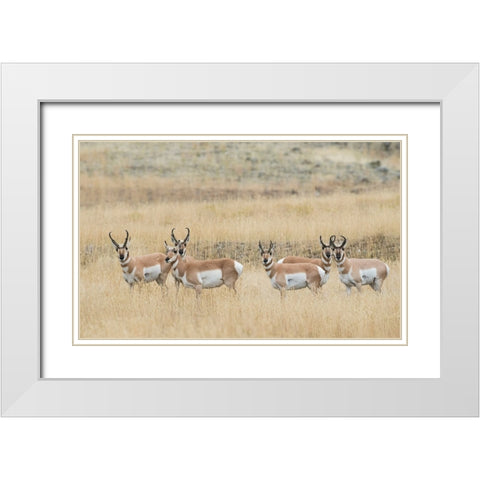 Pronghorns White Modern Wood Framed Art Print with Double Matting by Archer, Ken