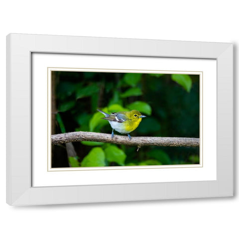 Yellow-throated Vireo-Vireo flavifrons-perched White Modern Wood Framed Art Print with Double Matting by Ditto, Larry