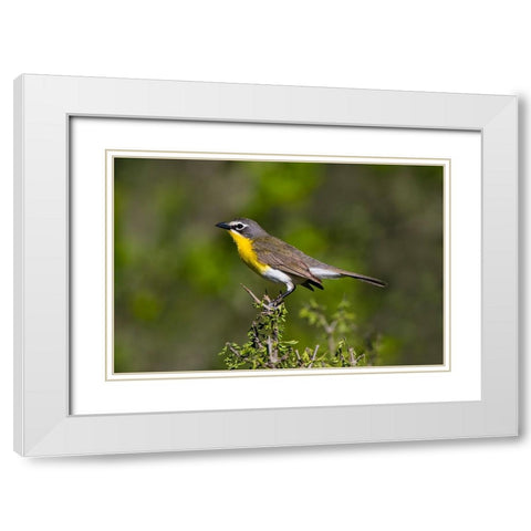 Yellow-breasted chat adult perched in dense brush White Modern Wood Framed Art Print with Double Matting by Ditto, Larry