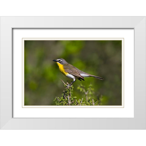 Yellow-breasted chat adult perched in dense brush White Modern Wood Framed Art Print with Double Matting by Ditto, Larry