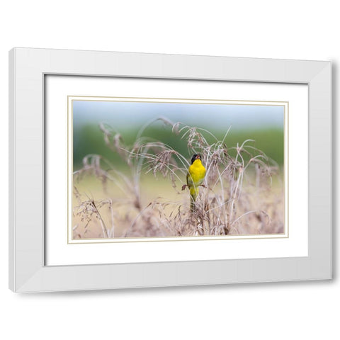 Common Yellowthroat-Geothlypis trichas-male singing in prairie Marion County-Illinois White Modern Wood Framed Art Print with Double Matting by Day, Richard and Susan