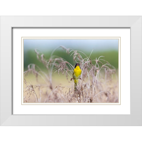 Common Yellowthroat-Geothlypis trichas-male singing in prairie Marion County-Illinois White Modern Wood Framed Art Print with Double Matting by Day, Richard and Susan