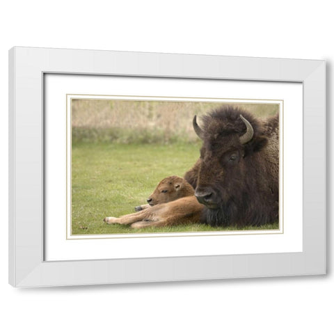 WY, Yellowstone Bison resting on grass with calf White Modern Wood Framed Art Print with Double Matting by Grall, Don