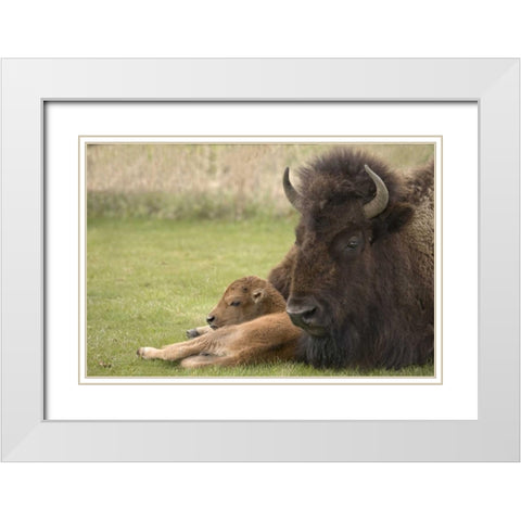 WY, Yellowstone Bison resting on grass with calf White Modern Wood Framed Art Print with Double Matting by Grall, Don