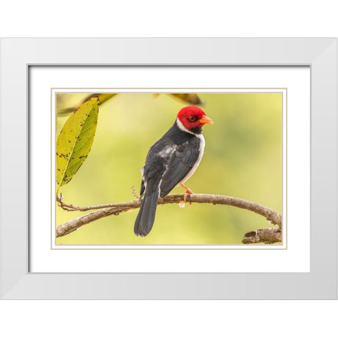 Brazil-Pantanal Yellow-billed cardinal on limb White Modern Wood Framed Art Print with Double Matting by Jaynes Gallery