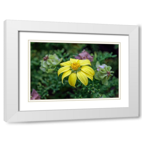 Yellow daisy bush-endemic to Floreana Island-Galapagos Islands-Ecuador White Modern Wood Framed Art Print with Double Matting by Jones, Adam