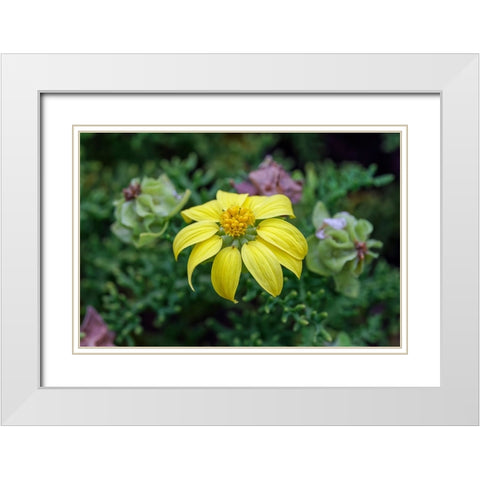 Yellow daisy bush-endemic to Floreana Island-Galapagos Islands-Ecuador White Modern Wood Framed Art Print with Double Matting by Jones, Adam