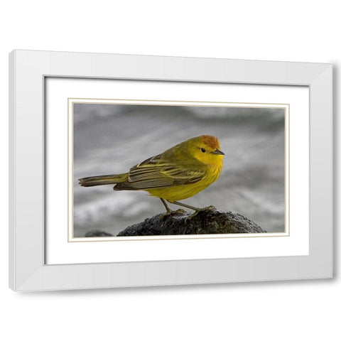 Ecuador, Galapagos Islands Yellow warbler White Modern Wood Framed Art Print with Double Matting by Williams, Joanne