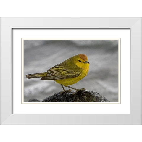 Ecuador, Galapagos Islands Yellow warbler White Modern Wood Framed Art Print with Double Matting by Williams, Joanne