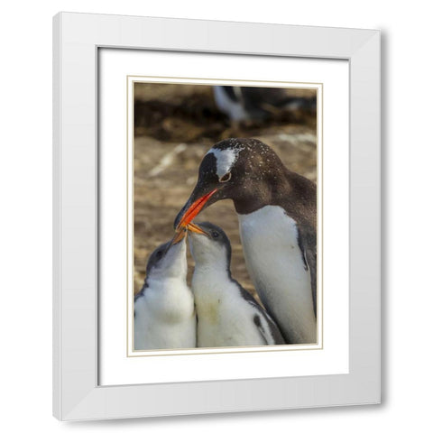 Sea Lion Island Gentoo penguin adult and chicks White Modern Wood Framed Art Print with Double Matting by Illg, Cathy and Gordon