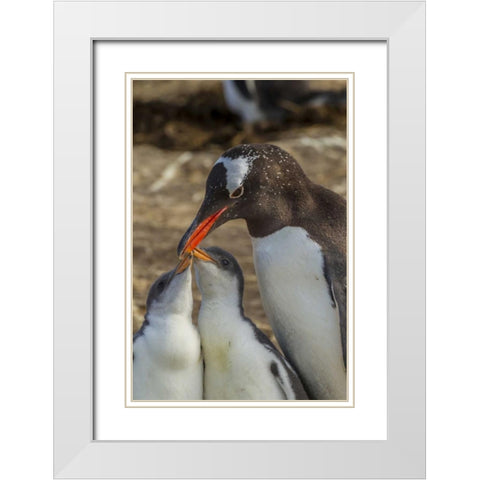 Sea Lion Island Gentoo penguin adult and chicks White Modern Wood Framed Art Print with Double Matting by Illg, Cathy and Gordon