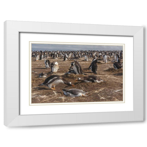 Sea Lion Island Gentoo penguin colony White Modern Wood Framed Art Print with Double Matting by Illg, Cathy and Gordon
