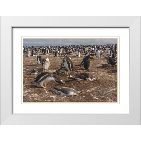 Sea Lion Island Gentoo penguin colony White Modern Wood Framed Art Print with Double Matting by Illg, Cathy and Gordon