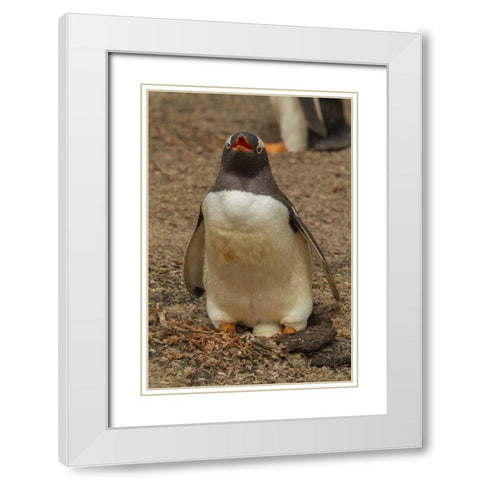 Saunders Isl, Gentoo penguin with egg White Modern Wood Framed Art Print with Double Matting by Illg, Cathy and Gordon