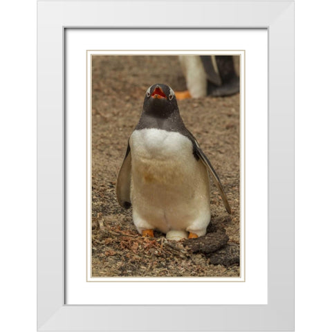 Saunders Isl, Gentoo penguin with egg White Modern Wood Framed Art Print with Double Matting by Illg, Cathy and Gordon