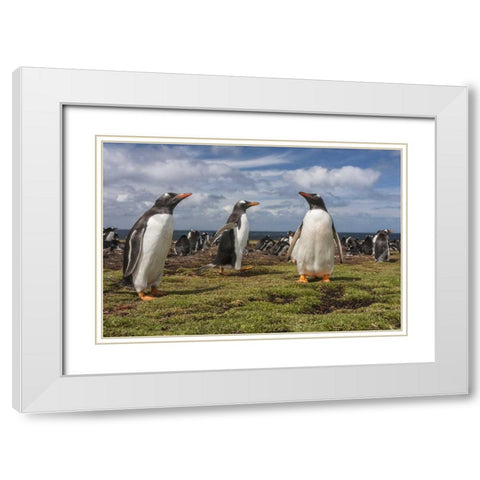 Falkland Islands, Bleaker Island Gentoo penguins White Modern Wood Framed Art Print with Double Matting by Illg, Cathy and Gordon
