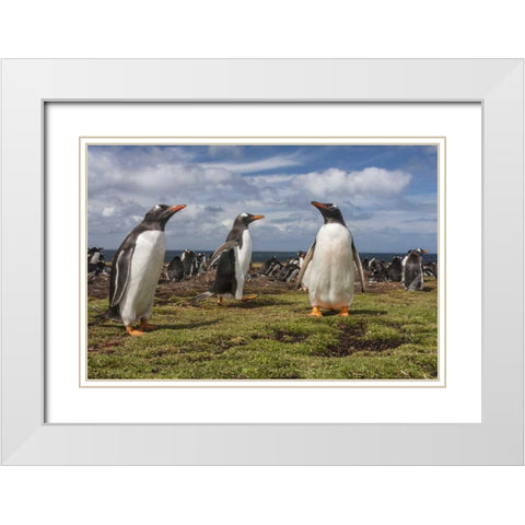 Falkland Islands, Bleaker Island Gentoo penguins White Modern Wood Framed Art Print with Double Matting by Illg, Cathy and Gordon