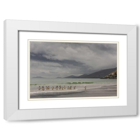 Saunders Island Gentoo penguins coming ashore White Modern Wood Framed Art Print with Double Matting by Illg, Cathy and Gordon