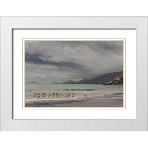 Saunders Island Gentoo penguins coming ashore White Modern Wood Framed Art Print with Double Matting by Illg, Cathy and Gordon