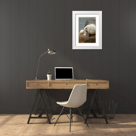 Saunders Island Black-browed albatross and chick White Modern Wood Framed Art Print with Double Matting by Illg, Cathy and Gordon