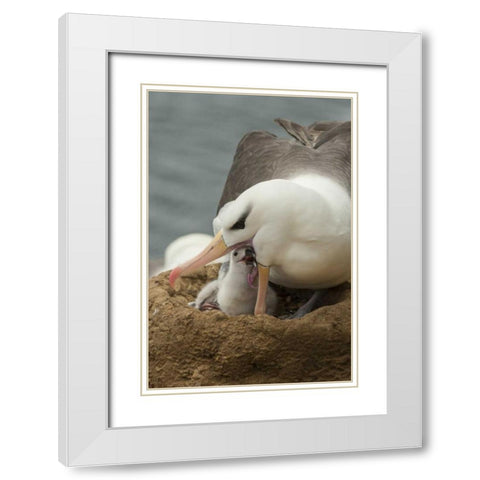 Saunders Island Black-browed albatross and chick White Modern Wood Framed Art Print with Double Matting by Illg, Cathy and Gordon