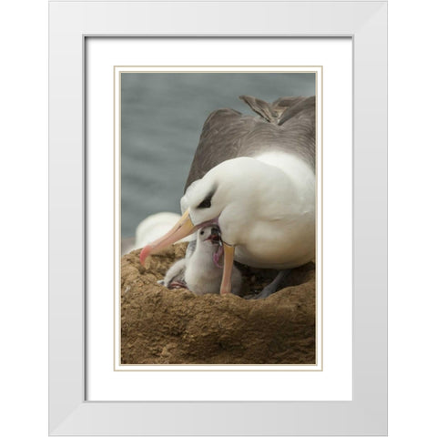 Saunders Island Black-browed albatross and chick White Modern Wood Framed Art Print with Double Matting by Illg, Cathy and Gordon