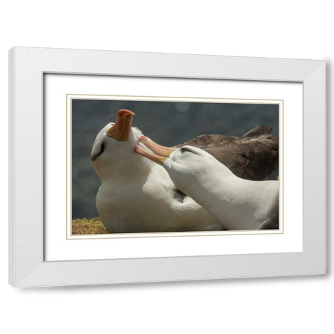 Saunders Island Black-browed albatross courtship White Modern Wood Framed Art Print with Double Matting by Illg, Cathy and Gordon