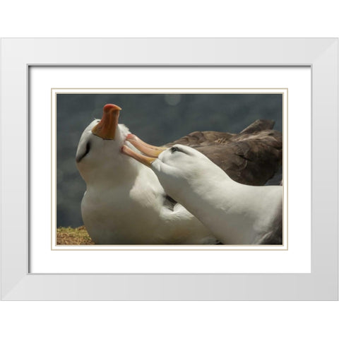 Saunders Island Black-browed albatross courtship White Modern Wood Framed Art Print with Double Matting by Illg, Cathy and Gordon