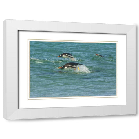 Sea Lion Island Gentoo penguins porpoising White Modern Wood Framed Art Print with Double Matting by Illg, Cathy and Gordon