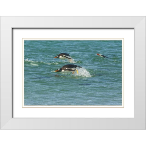 Sea Lion Island Gentoo penguins porpoising White Modern Wood Framed Art Print with Double Matting by Illg, Cathy and Gordon