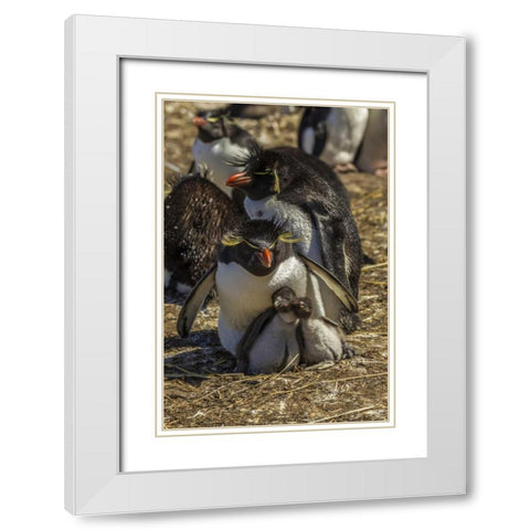 Bleaker Island Rockhopper penguin family White Modern Wood Framed Art Print with Double Matting by Illg, Cathy and Gordon