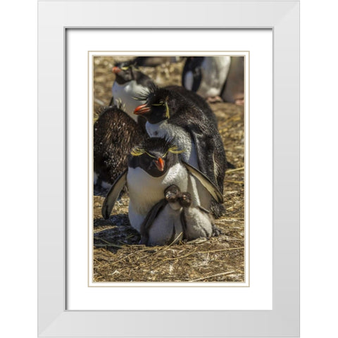 Bleaker Island Rockhopper penguin family White Modern Wood Framed Art Print with Double Matting by Illg, Cathy and Gordon
