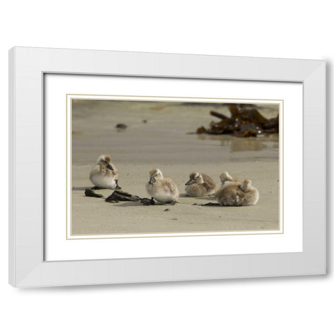 Carcass Island Steamer duck ducklings on beach White Modern Wood Framed Art Print with Double Matting by Illg, Cathy and Gordon