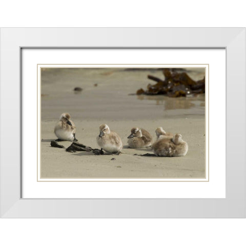 Carcass Island Steamer duck ducklings on beach White Modern Wood Framed Art Print with Double Matting by Illg, Cathy and Gordon