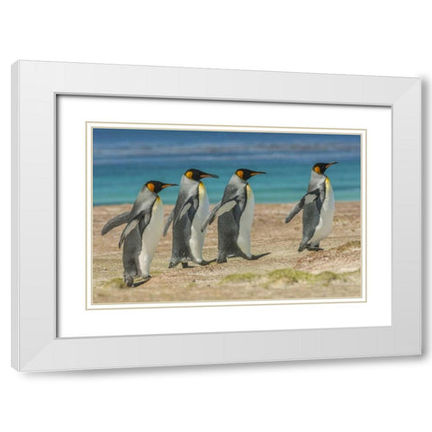 East Falkland King penguins walking White Modern Wood Framed Art Print with Double Matting by Illg, Cathy and Gordon