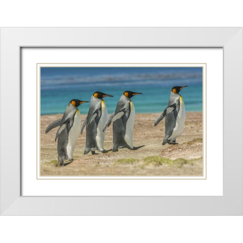 East Falkland King penguins walking White Modern Wood Framed Art Print with Double Matting by Illg, Cathy and Gordon