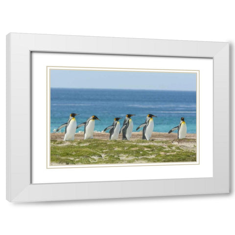 East Falkland King penguins walking White Modern Wood Framed Art Print with Double Matting by Illg, Cathy and Gordon