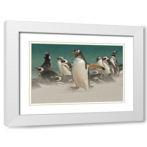 Bleaker Island Gentoo penguins and blowing sand White Modern Wood Framed Art Print with Double Matting by Illg, Cathy and Gordon