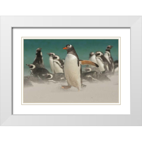 Bleaker Island Gentoo penguins and blowing sand White Modern Wood Framed Art Print with Double Matting by Illg, Cathy and Gordon
