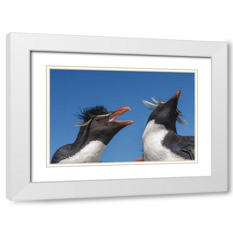 Bleaker Island Rockhopper penguins greeting White Modern Wood Framed Art Print with Double Matting by Illg, Cathy and Gordon