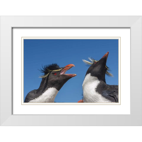Bleaker Island Rockhopper penguins greeting White Modern Wood Framed Art Print with Double Matting by Illg, Cathy and Gordon
