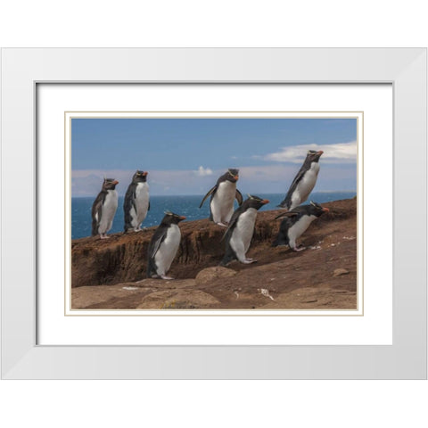 Saunders Island Group of rockhopper penguins White Modern Wood Framed Art Print with Double Matting by Illg, Cathy and Gordon