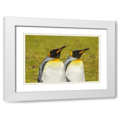 East Falkland Pair of king penguins White Modern Wood Framed Art Print with Double Matting by Illg, Cathy and Gordon